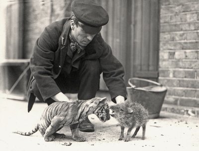Keeper, H. Warwick, egy tigriskölyökkel és egy pekarival, felvétel a ZSL Londoni Állatkertben, 1914. május alkotó: Frederick William Bond