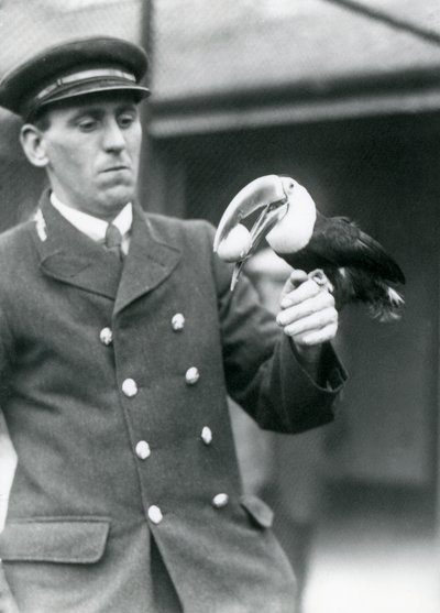 Thomas Raggett őrző, aki egy vöröscsőrű tukánt tart tojással a szájában a londoni állatkertben 1924-ben alkotó: Frederick William Bond