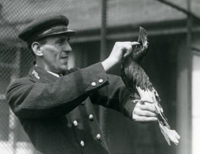 Őrző, Thomas Raggett, egy nagy indián szarvascsőrűt simogat a számlája alatt a londoni állatkertben, 1924 alkotó: Frederick William Bond