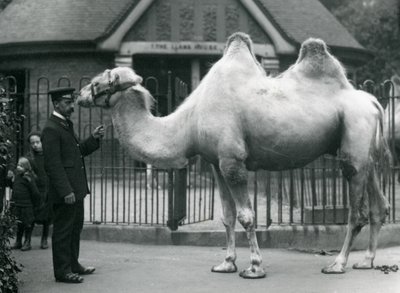 W. Styles gondozó egy baktriai tevével a londoni állatkert láma háza előtt, 1914 júliusában. alkotó: Frederick William Bond