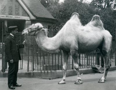 W. Styles őrző, baktriai tevével, a londoni állatkert Lláma háza előtt, 1914. július alkotó: Frederick William Bond