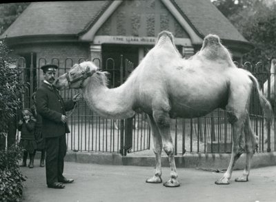 W. Styles őrző, baktriai tevével, a londoni állatkert Lláma háza előtt, 1914. július alkotó: Frederick William Bond