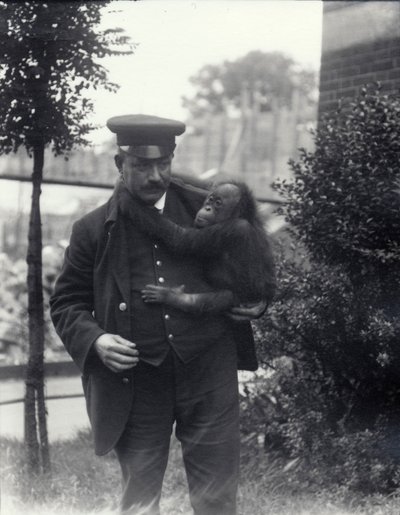Z. Rodwell állattartó fiatal orangutánt tart a londoni állatkertben, 1913. október alkotó: Frederick William Bond