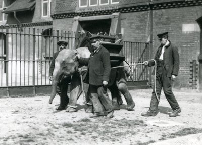 Jack Milbourne, H Robertson és Thomas őrzők egy fiatal ázsiai elefántot nevelnek a Londoni Állatkertben, 1922. május (bw photo) alkotó: Frederick William Bond