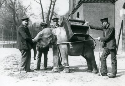 Jack Milbourne, H Robertson és Thomas őrzők egy fiatal ázsiai elefántot nevelnek a Londoni Állatkertben, 1922. május (bw photo) alkotó: Frederick William Bond