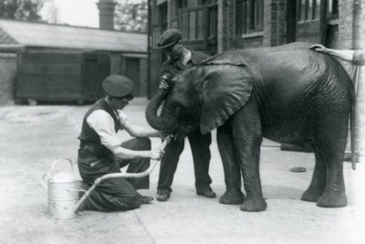 Az állattartók segítenek a fiatal hím afrikai elefántnak, Kiberenge-nek inni egy locsolókannára erősített tömlőből, Londoni Állatkert, 1924. július alkotó: Frederick William Bond