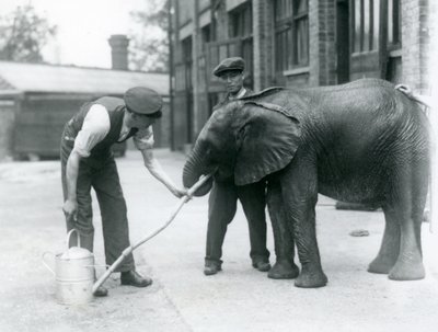 Az állattartók segítenek a fiatal hím afrikai elefántnak, Kiberenge-nek inni egy locsolókannára erősített tömlőből, Londoni Állatkert, 1924. július alkotó: Frederick William Bond