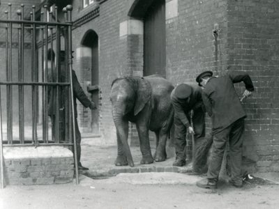 Őrzők fiatal hím afrikai elefánttal Kiberenge, Londoni Állatkert, 1924 alkotó: Frederick William Bond