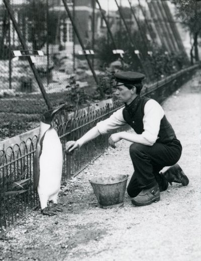 Királypingvin, amint Harry Munro gondozó szivaccsal mosdatja meg a londoni állatkertben 1914 májusában. Munro az első világháborúban esett el, miután a hadseregben, léghajókon és tengeralattjáró-elhárításon szolgált. alkotó: Frederick William Bond