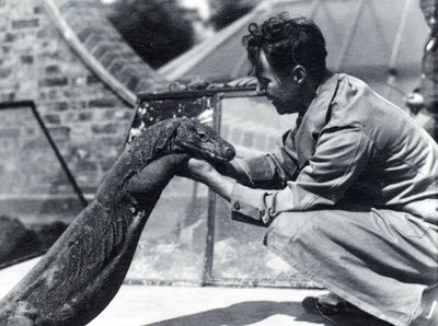 Sumbawa komodói sárkány H. Alec Budd őrzővel, 1928 alkotó: Frederick William Bond