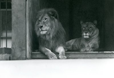 Oroszlán és Kuja Oroszlán és Caroline a ZSL Londoni Állatkertben, 1924. július alkotó: Frederick William Bond