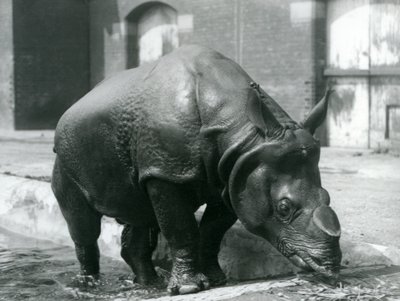Felix hím indiai orrszarvú elhagyja medencéjét a londoni állatkertben 1928-ban alkotó: Frederick William Bond