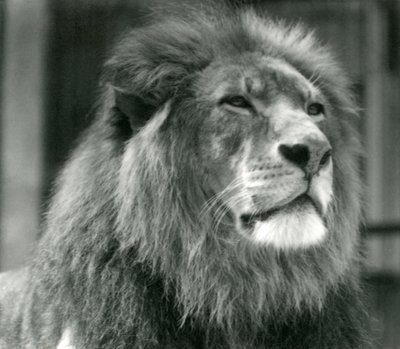 Hím Lion Kuja a londoni állatkertben 1924 augusztusában alkotó: Frederick William Bond