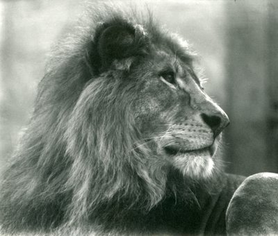 Hím Lion Kuja a londoni állatkertben 1925 januárjában alkotó: Frederick William Bond