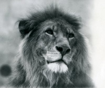 Hím Lion Kuja a londoni állatkertben 1925 januárjában alkotó: Frederick William Bond