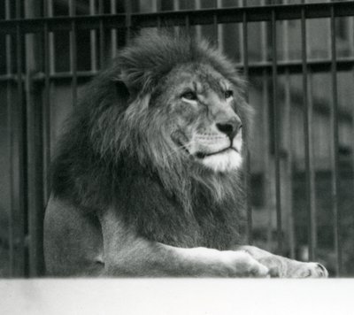 „Kuja” hím oroszlán a londoni állatkert kikertjében feküdt 1925 januárjában (f/w fotó) alkotó: Frederick William Bond