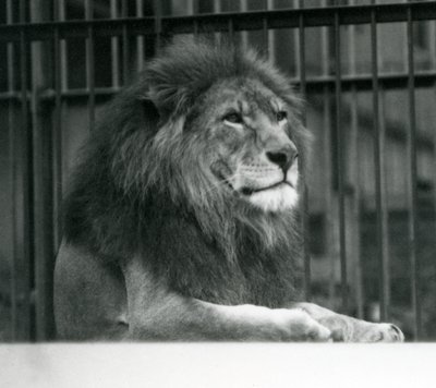 Kuja oroszlán 1925 januárjában a londoni állatkertben feküdt alkotó: Frederick William Bond