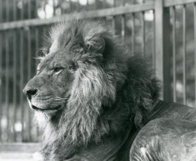 Hím Lion Toto 1927 szeptemberében a londoni állatkertben feküdt alkotó: Frederick William Bond