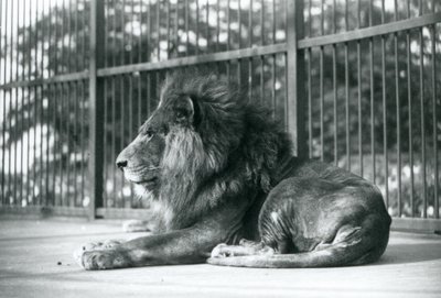 Hím Lion Toto 1927 szeptemberében a londoni állatkertben feküdt alkotó: Frederick William Bond