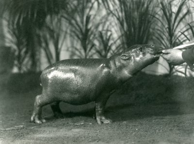 Percy, egy fiatal törpe víziló, akit kézből etetnek a londoni állatkertben, 1923 novembere (színes fotó) alkotó: Frederick William Bond