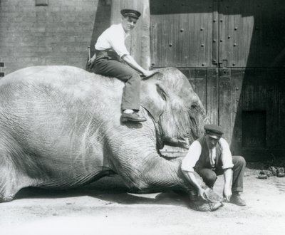 Sundermalah elülső lábát az egyik állattartó levágta reszelővel, míg egy másik a hátán ül, Londoni Állatkert, 1926. augusztus alkotó: Frederick William Bond