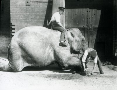 Sundermalah elülső lábát az egyik állattartó levágta reszelővel, miközben egy másik a hátán ül, Londoni Állatkert, 1926 alkotó: Frederick William Bond