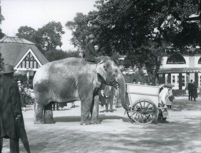 Syed Ali Indianrani lovaglása egy talicska mögött, Londoni Állatkert, 1925. október alkotó: Frederick William Bond