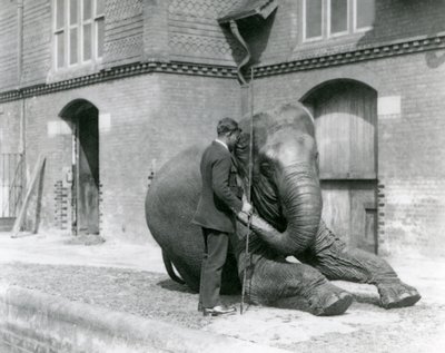 Syed Ali, Indianit oktatja az Elephant House előtt, a londoni állatkertben, 1923. augusztus (bw fotó) alkotó: Frederick William Bond