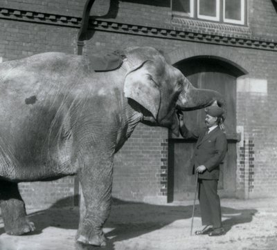 Syed Ali Indianit oktatja az Elephant House előtt, a londoni állatkertben, 1925. október alkotó: Frederick William Bond