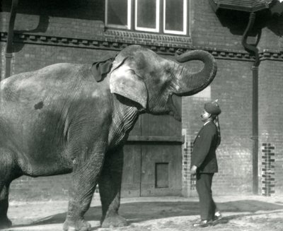 Syed Ali Indianit oktatja az Elephant House előtt, a londoni állatkertben, 1925. október alkotó: Frederick William Bond