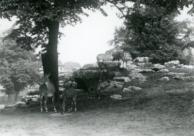 Az ElandAntelope Paddock a londoni állatkertben 1924-ben alkotó: Frederick William Bond
