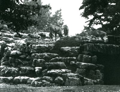 Az ElandAntelope Paddock a londoni állatkertben 1924 júniusában alkotó: Frederick William Bond