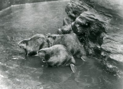 Három hód a medencéjükben a londoni állatkertben, 1920-as évek alkotó: Frederick William Bond
