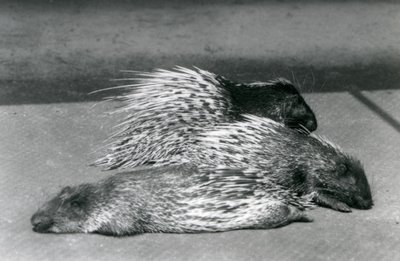 Three Cape South African Porcupines, Londoni Állatkert, 1925 alkotó: Frederick William Bond