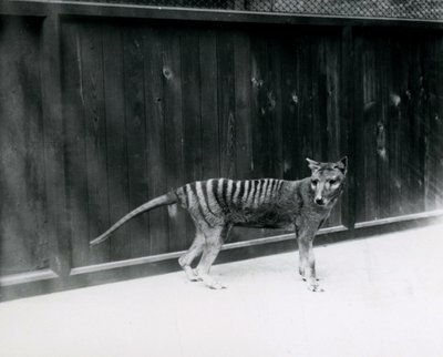 Thylacine Tasmanian Wolf a londoni állatkertben, 1930 előtt alkotó: Frederick William Bond