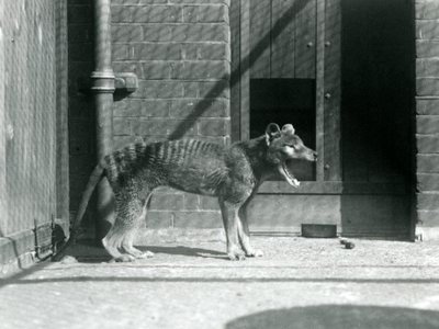 Thylacine/ Tasmanian Wolf a londoni állatkertben 1926 augusztusában (f/w fotó) alkotó: Frederick William Bond