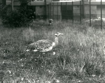 Két arab túzok áll a kikerítésében a londoni állatkertben, 1927 szeptemberében alkotó: Frederick William Bond