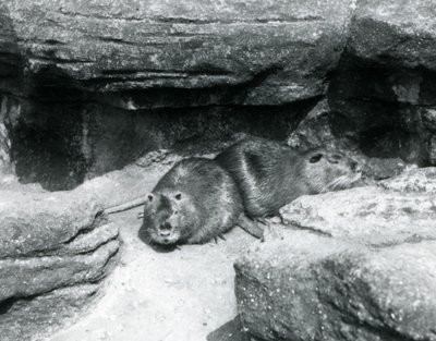 Két Coypu sziklák között pihen a londoni állatkertben, 1925 áprilisában alkotó: Frederick William Bond