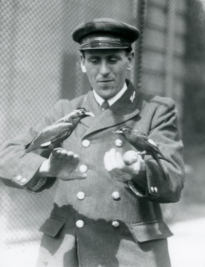Két Myna madár Thomas Raggett állattartó kezén, a Londoni Állatkertben, 1924. június alkotó: Frederick William Bond
