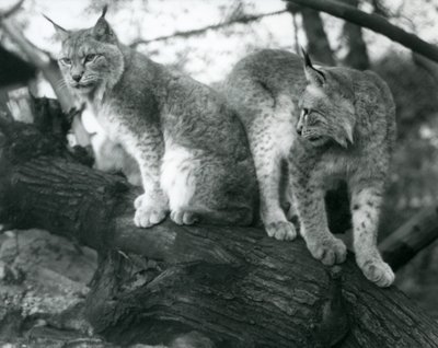 Két északi hiúz, egy ülő és egy álló, egy ágon, Londoni Állatkert, 1925. október alkotó: Frederick William Bond