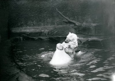 Két jegesmedve, köztük egy fiatal medve, ölelkeznek és játszanak egy medencében a londoni állatkertben, 1922 júniusában. alkotó: Frederick William Bond