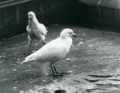 Két havas kagylócsőrű áll és sétál a földön a londoni állatkertben, 1927. augusztus alkotó: Frederick William Bond