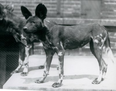 Két szomáliai vadkutya a londoni állatkertben, 1925. július alkotó: Frederick William Bond