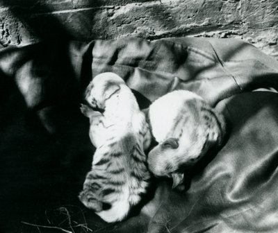 Két csíkos hiéna kölyök a londoni állatkertben, 1914 körül alkotó: Frederick William Bond