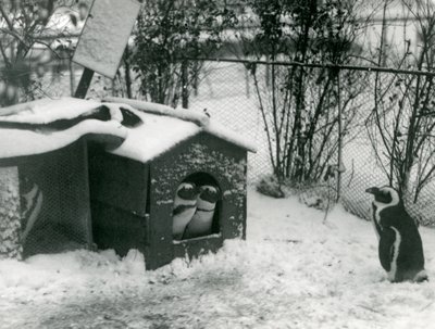 Két veszélyeztetett feketelábú pingvin néz ki költőládájából a hóba, míg egy másik nézi, Londoni Állatkert, 1924 alkotó: Frederick William Bond