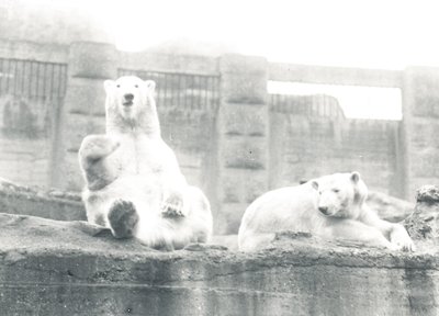 Két jegesmedve a ZSL Londoni Állatkertben, 1927 alkotó: Frederick William Bond