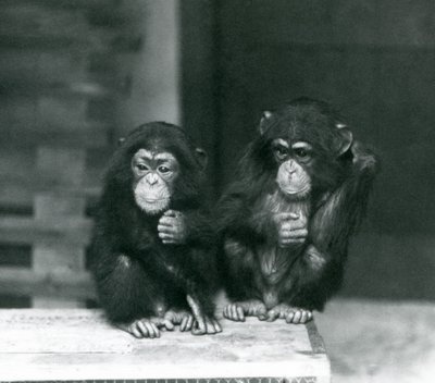 Két fiatal csimpánz ül egy faládán, Londoni Állatkert, 1924 alkotó: Frederick William Bond