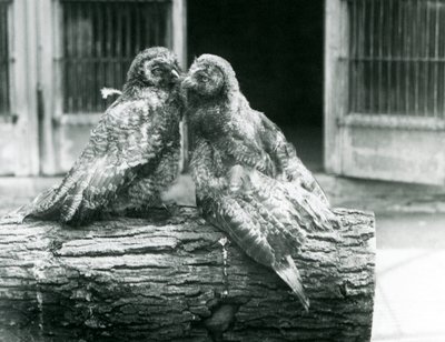 Két fiatal szürke bagoly, más néven lapp vagy lapp bagoly, egymással szemben, egy farönkön ülve, Londoni Állatkert, 1926. augusztus (f/w fotó) alkotó: Frederick William Bond