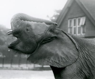 Fiatal afrikai elefánt, Kiberenge felemeli a törzsét és hív, Londoni Állatkert, 1925. augusztus alkotó: Frederick William Bond