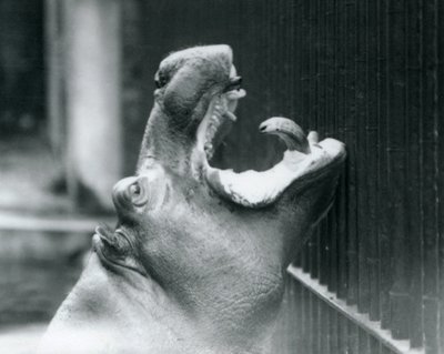 Fiatal víziló Bobbie a londoni állatkertben, 1927 alkotó: Frederick William Bond